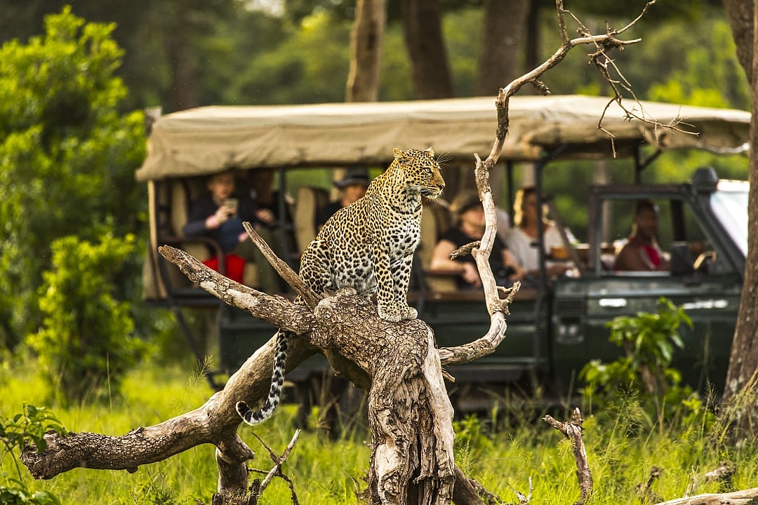 The Maasai Mara, Kenya