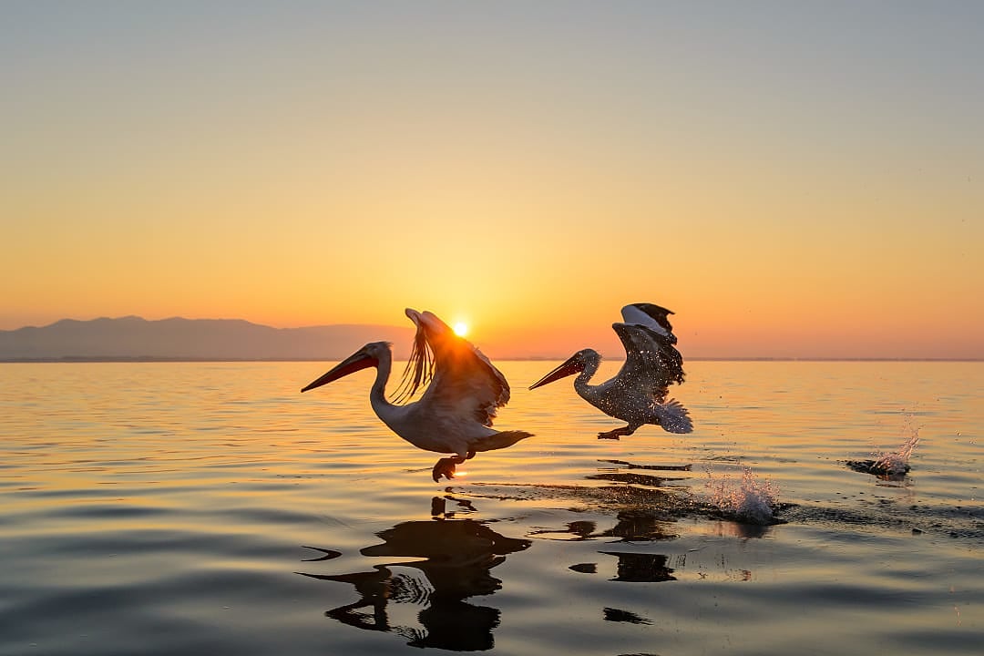 Silhouette of pelicans backlit by the sunrise at Kerkini Lake in Greece