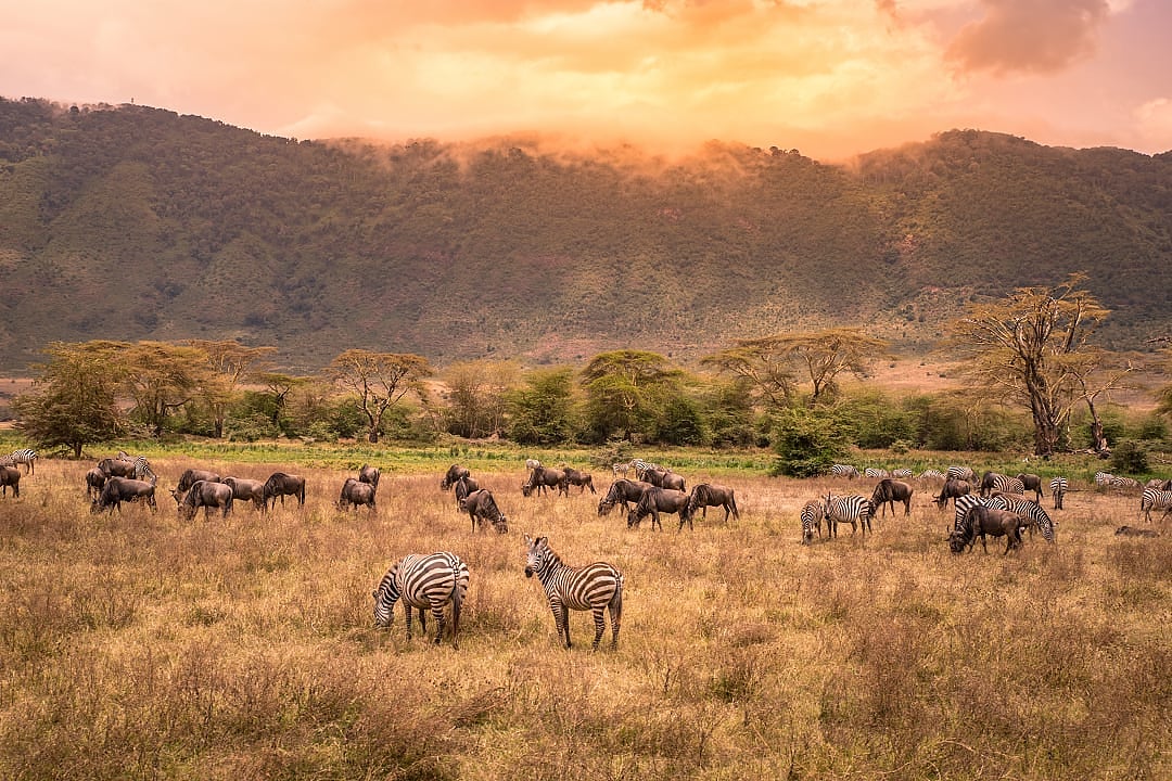 Zebras and wildebeests grazing in Ngorongoro Conservation Area