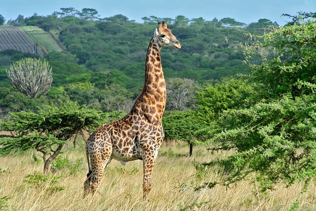 Giraffe in Hluhlwe-iMfolozi National Park, South Africa