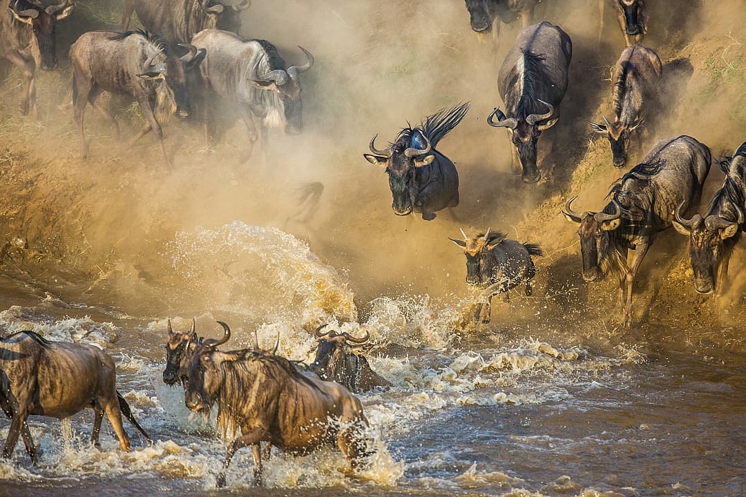 Wildebeest river crossing during the Great Migration in Keyna