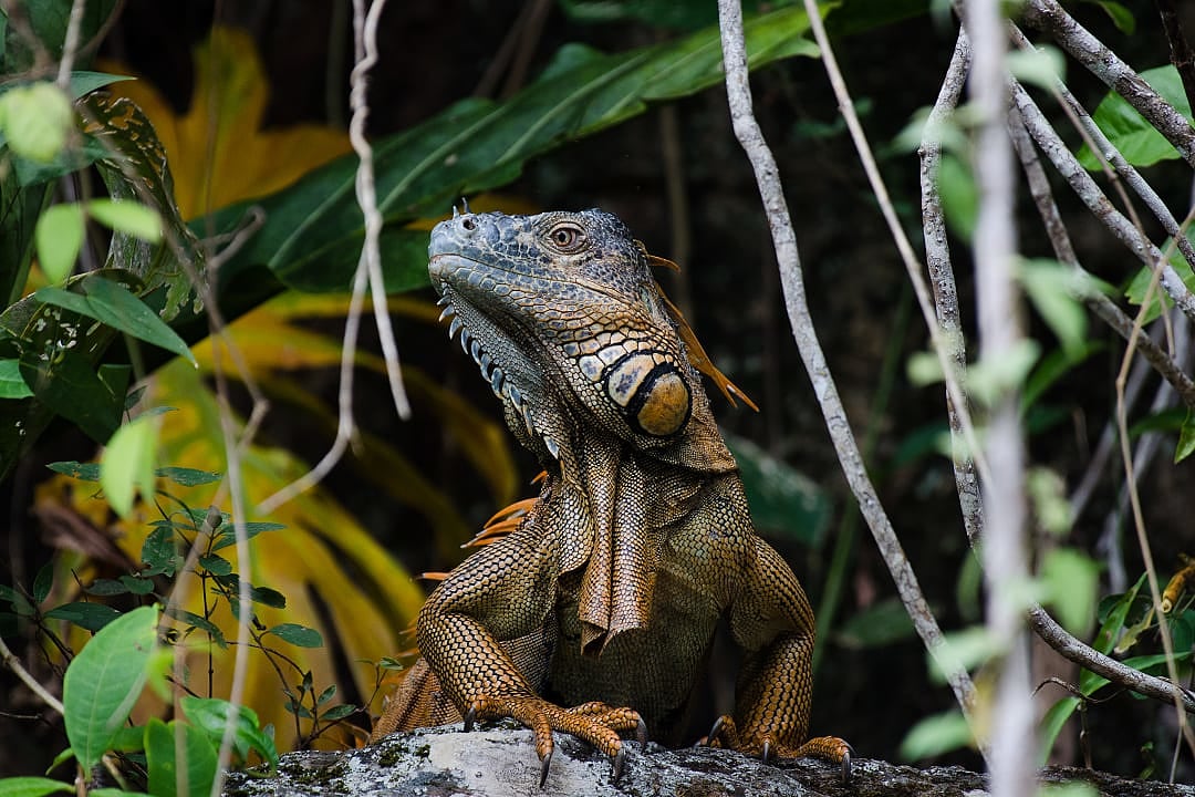 Iguana in the ecological richness of Belize.