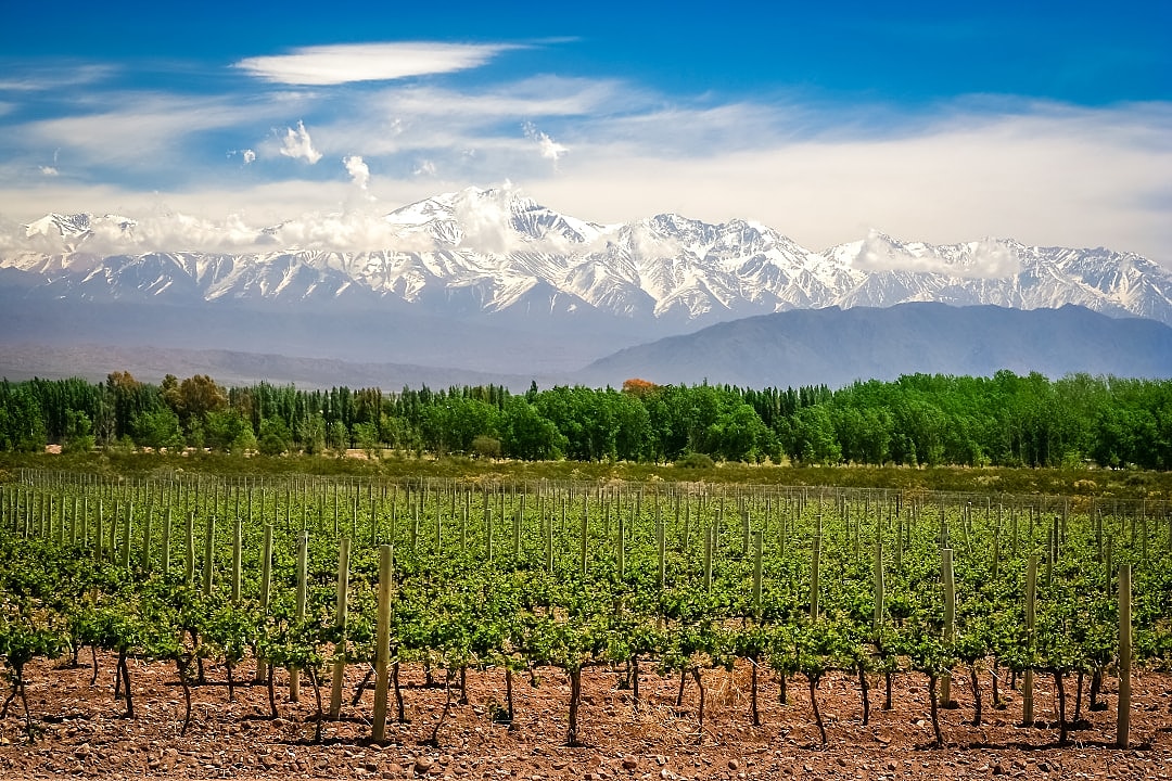 Vineyard in Mendoza with the Andes mountain in the background, Argentina