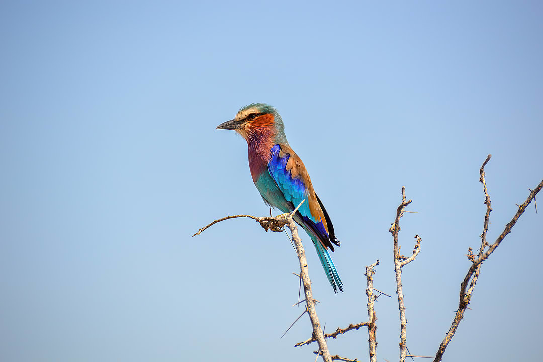 Lilac-breasted roller in Samburu, Kenya