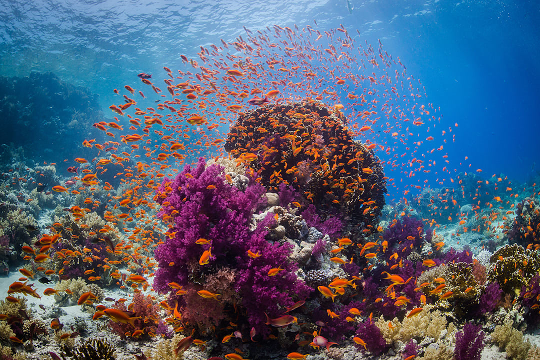 Coral reef in the Red Sea, Egypt