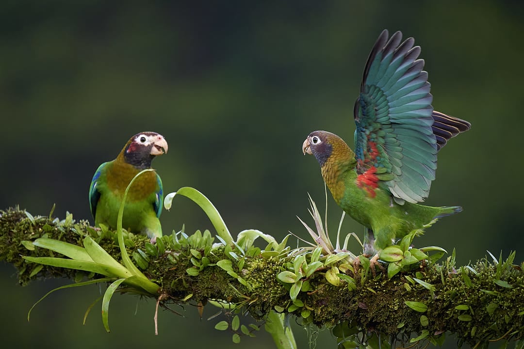 Birdwatching in the Costa Rica Rainforest.