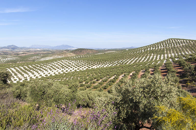 Sea of olive trees in the Andalusia region of Spain.