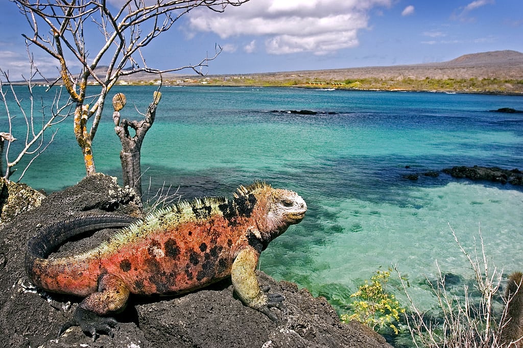 Iguana on Floreana Island, Galapagos