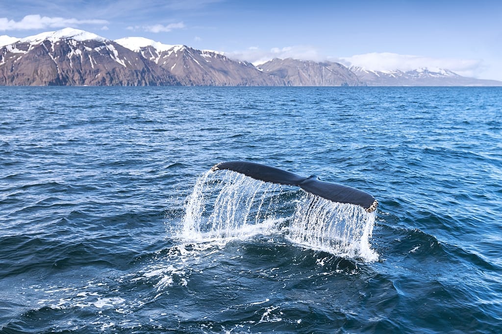 Humback whale off the coast of Iceland