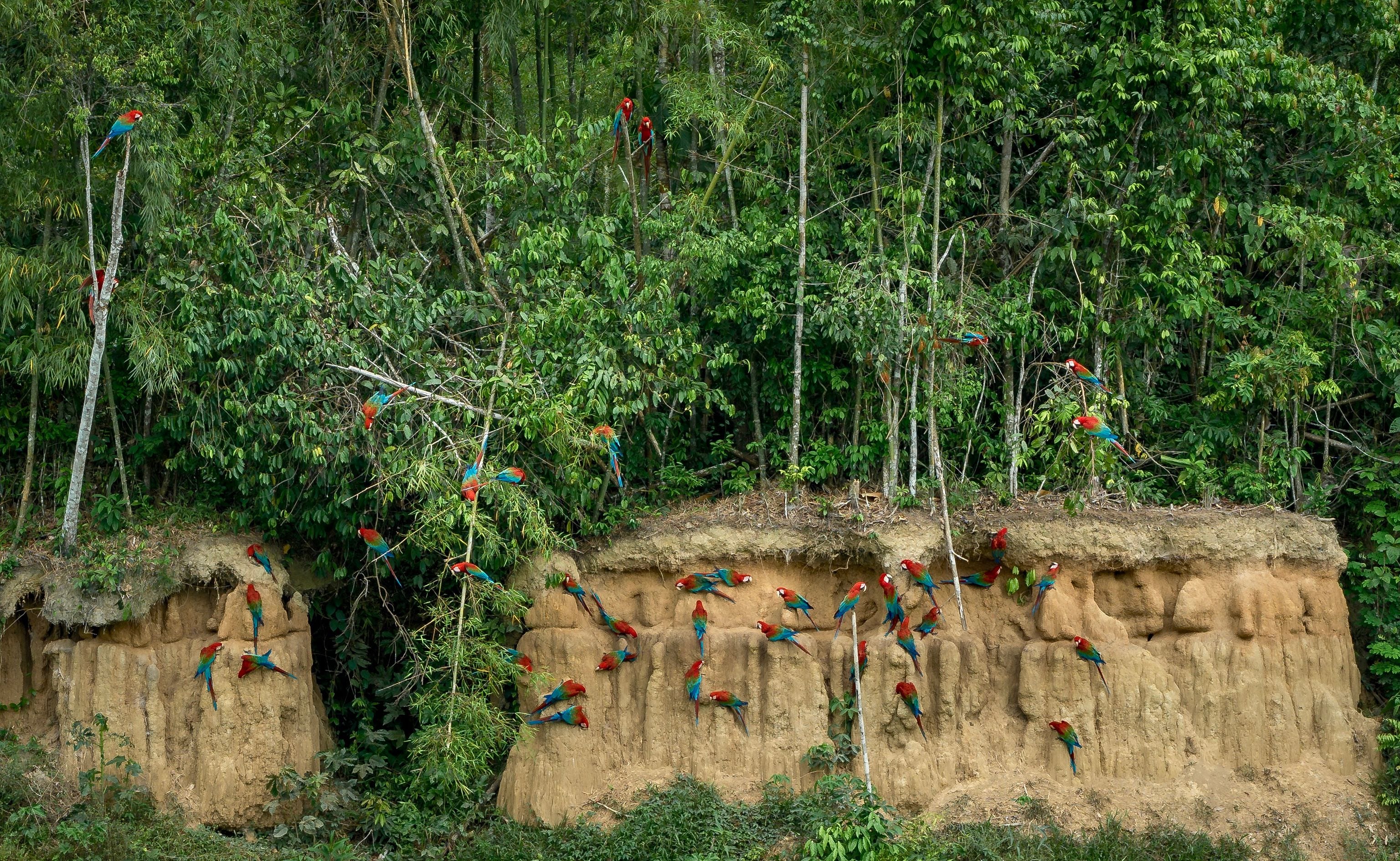 Macaws in Manu National Park, Peru