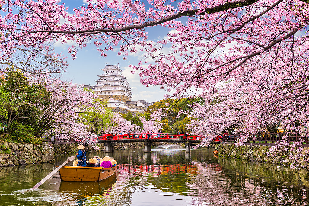 Himeji castle with blooming cherry blossom trees in Japan
