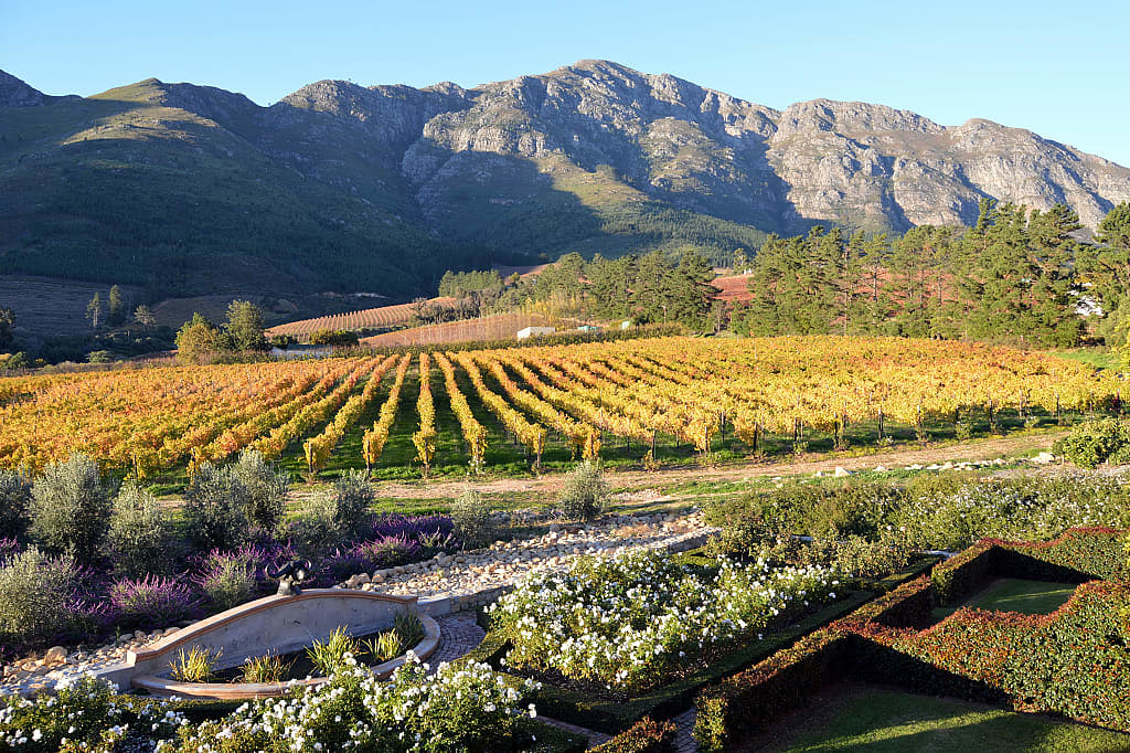 Cape winelands in South Africa