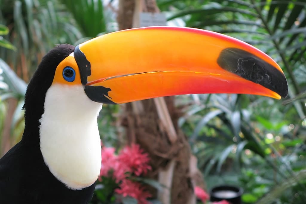 Tucan in Pantanal, Brazil