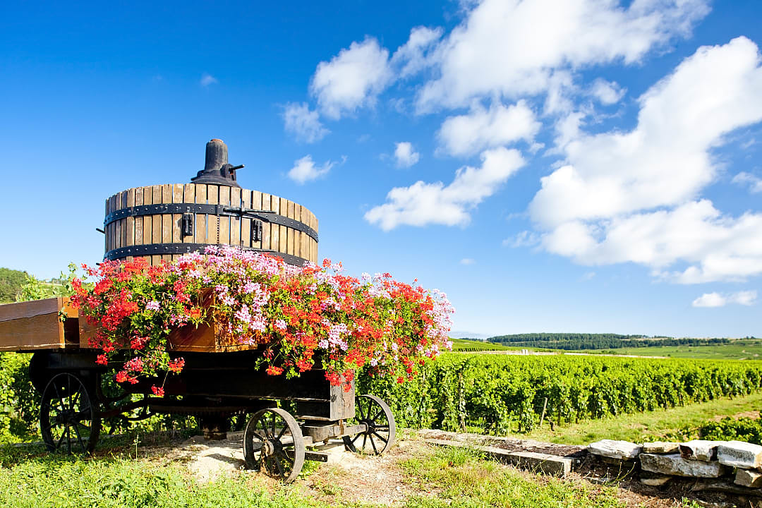 Flowers blossom in the Côte de Beaune vineyards in Burgundy