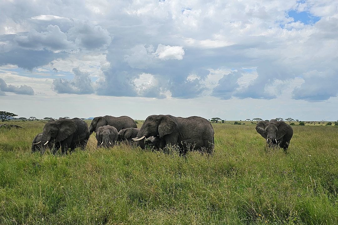 Elephants in the Serengeti, Tanzania