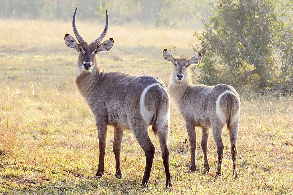 Two waterbucks in Sabi Sands, South Africa
