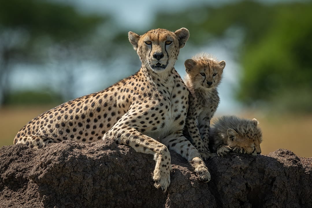 Serengeti National Park, Tanzania.