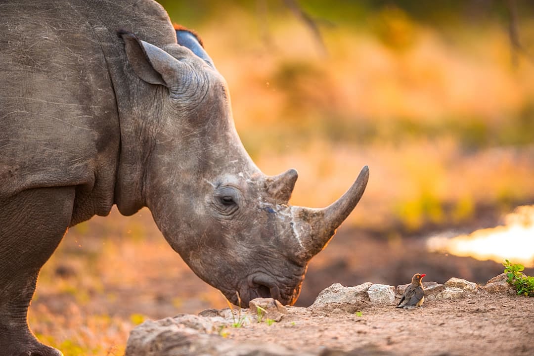 A white rhino, one of the most endangered mammals.