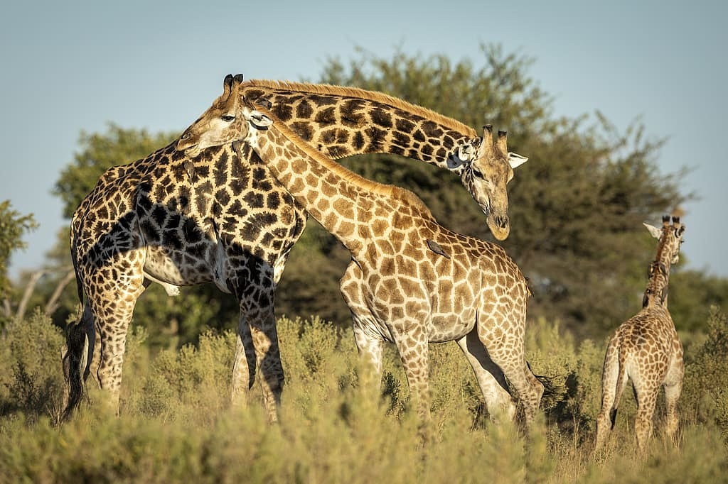 A pair of giraffes with a cub, Botswana.