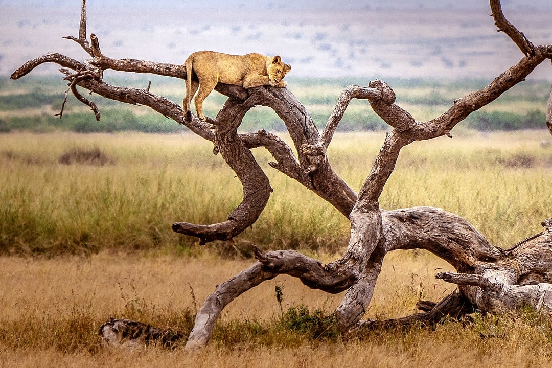 Lion resting on tree at Lake Manyara National Park in Tanzania