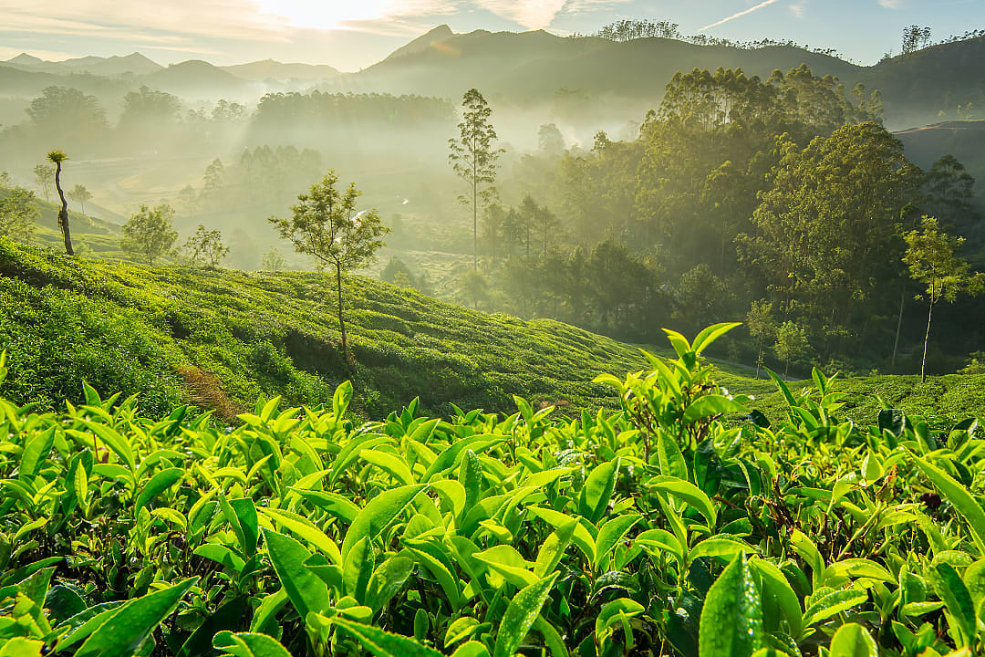 Tea plantations in Sri Lanka