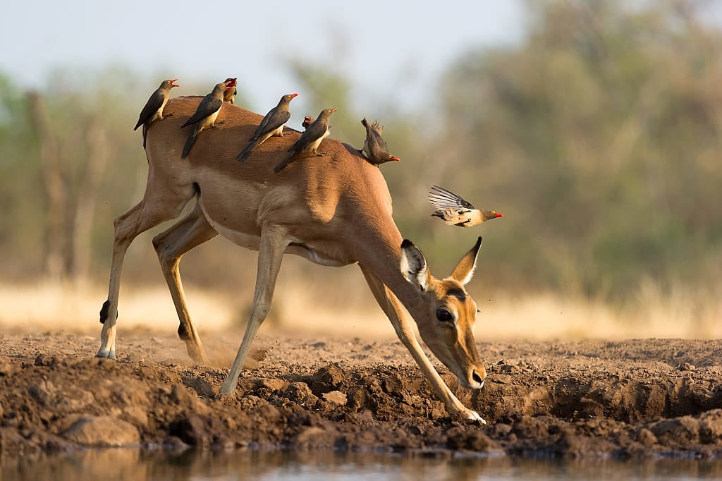 Impala covered with flock of red-billed weavers in Northern Tuli Game Reserve, Botswana