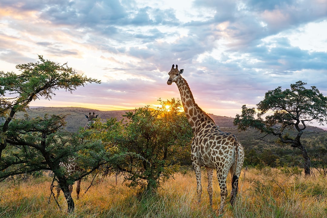 Two giraffes at sunset in the savanna in Kruger National Park, South Africa