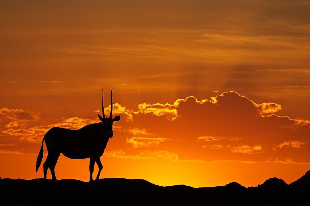 An antelope silhouetted by the sunset in the Kalahari desert.