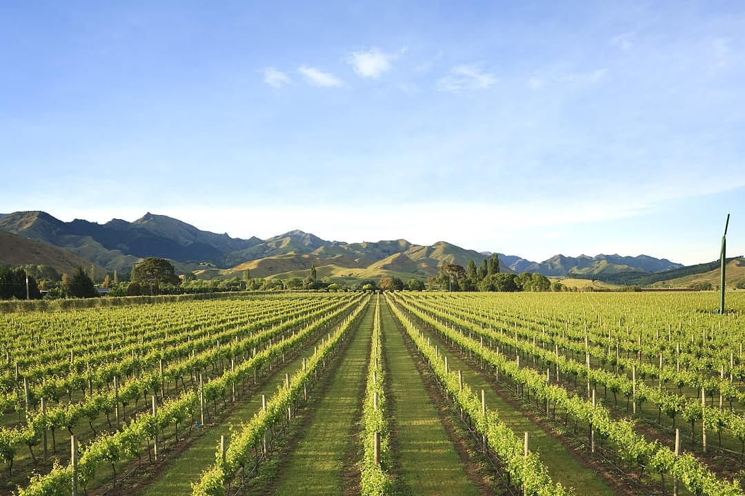 Vineyard in the Marlborough region of New Zealand's South island