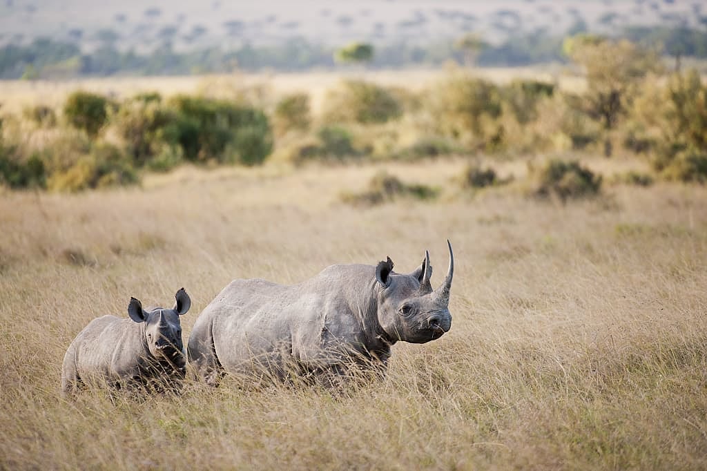 Rhinos in Masai Mara during winter