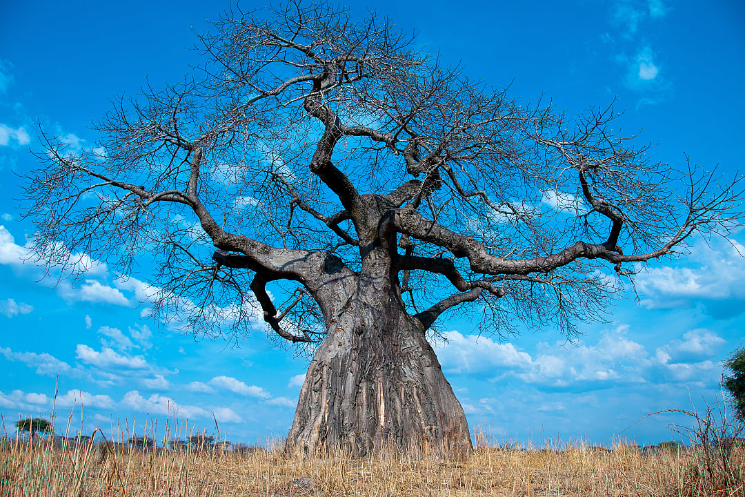 A Baobab tree in Tanzania.