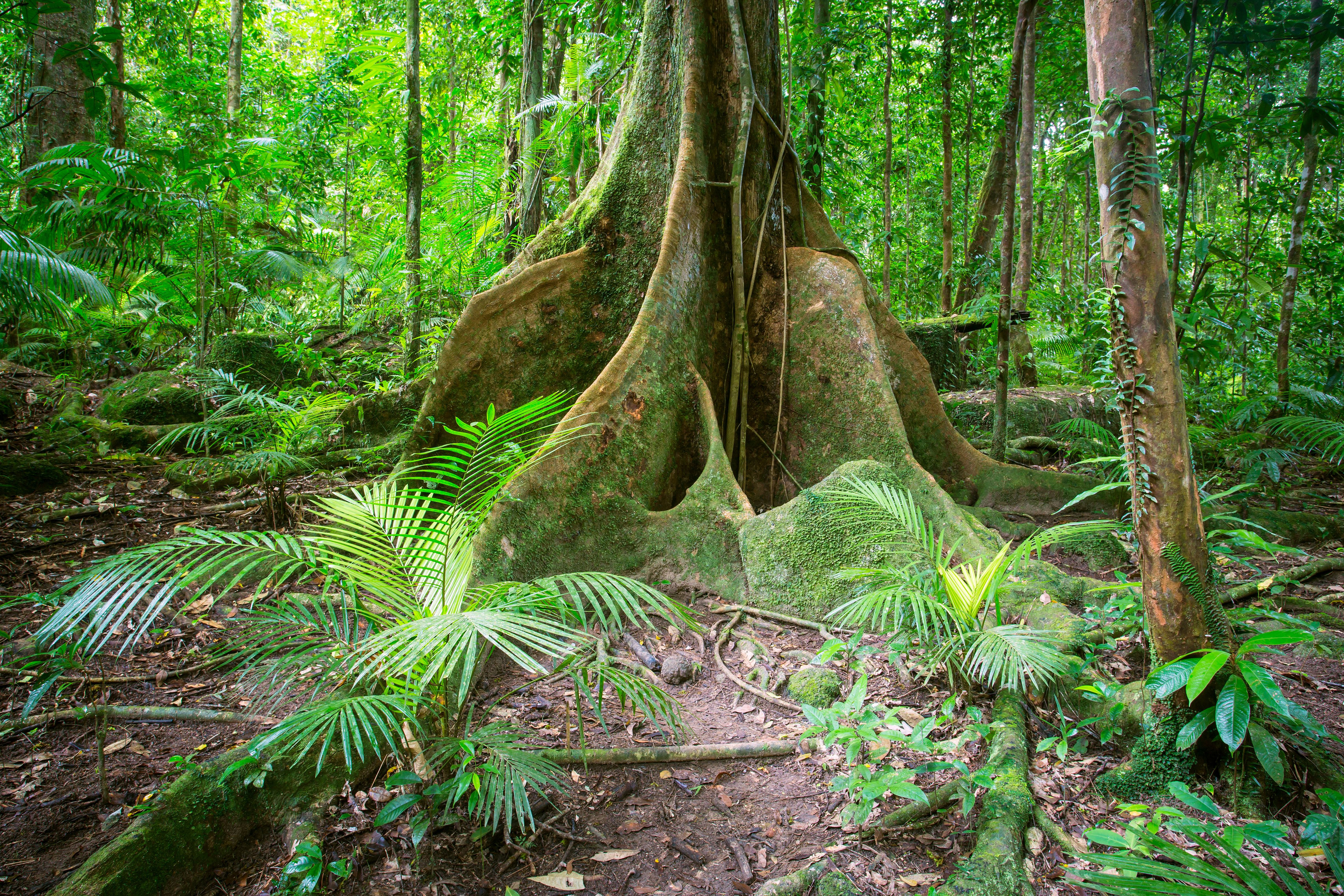 Daintree National Park, Australia