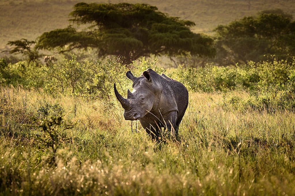 Rhino walking in Botswana