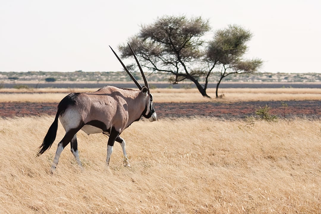 Gemsbok at the Kalahari Desert, Botswana