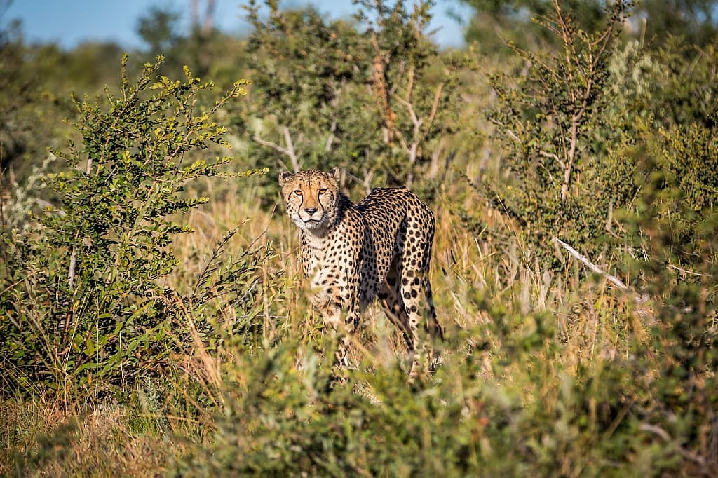 Cheetah in Madikwe Game Reserve, South Africa
