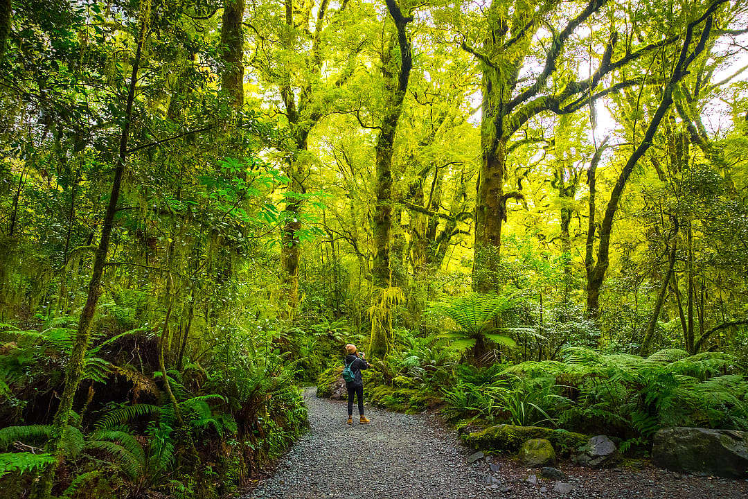 Track at the Chasm fall in Milford track, New Zealand
