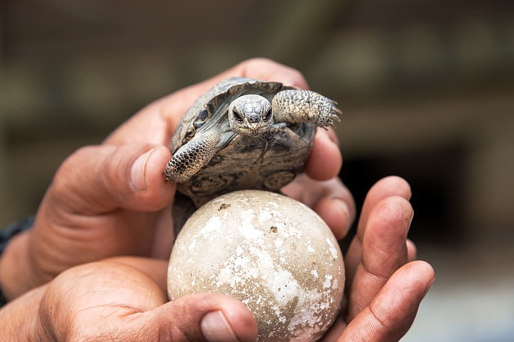 Baby giant tortoise on Isabela Island, Galapagos