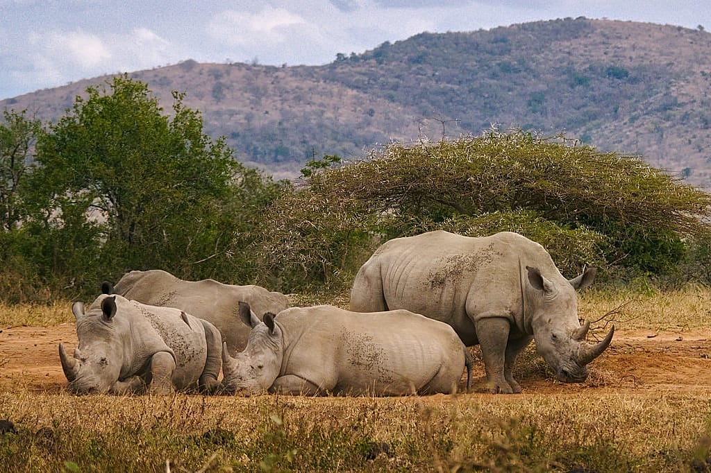 White rhinos in Hluhluwe-Imfolozi Park, South Africa