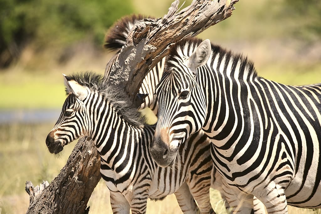 Young African zebras, Botswana