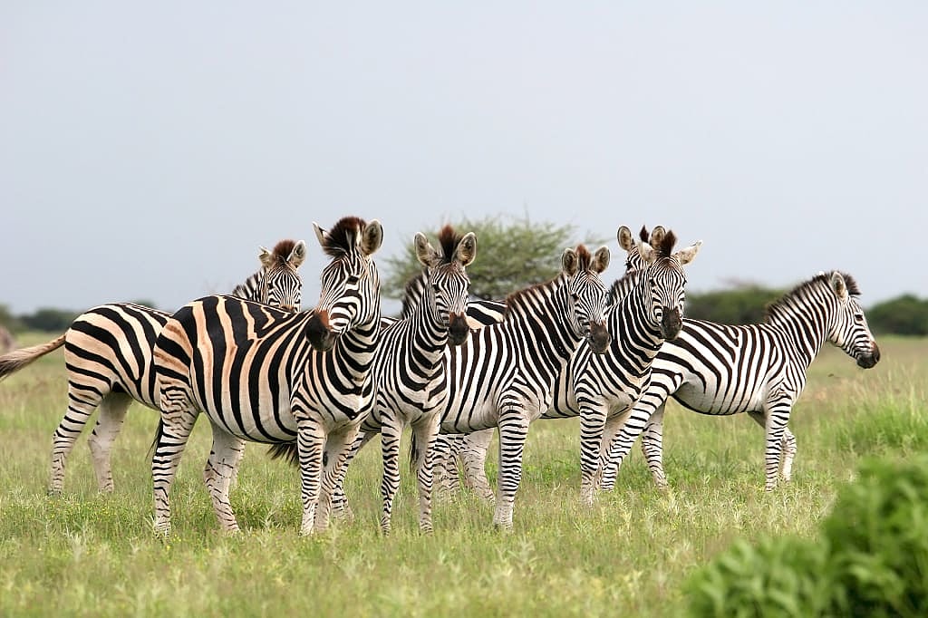 Herd of zebras in Bostwana in Nxai Pans National Park, Bostwana