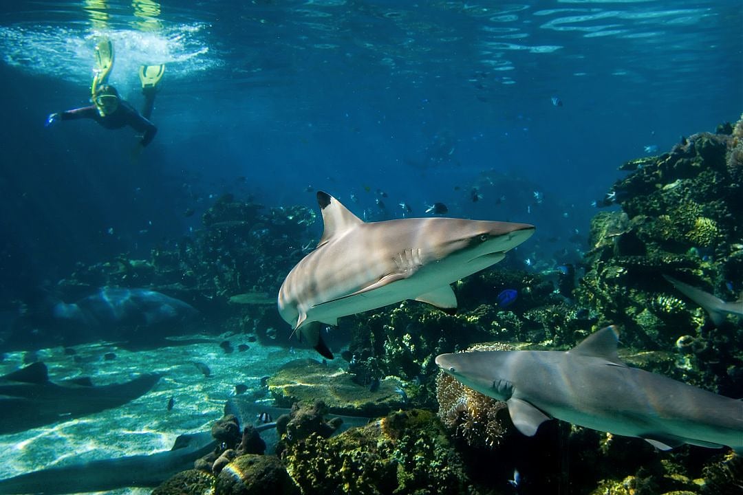 Snorkeler observing reef sharks swimming over vibrant coral in the crystal-clear blue water of the Great Barrier Reef, showcasing marine life in its natural habitat