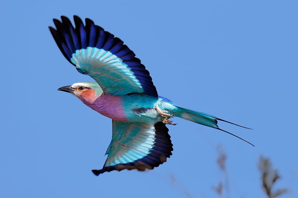 Lilac breasted roller Kruger National Park
