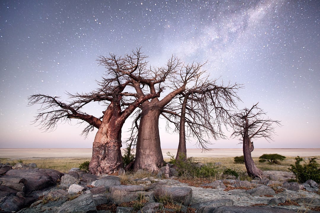 Ancient baobab trees standing beneath a star-filled night sky, symbolizing stillness, silence, and timeless connection with nature.