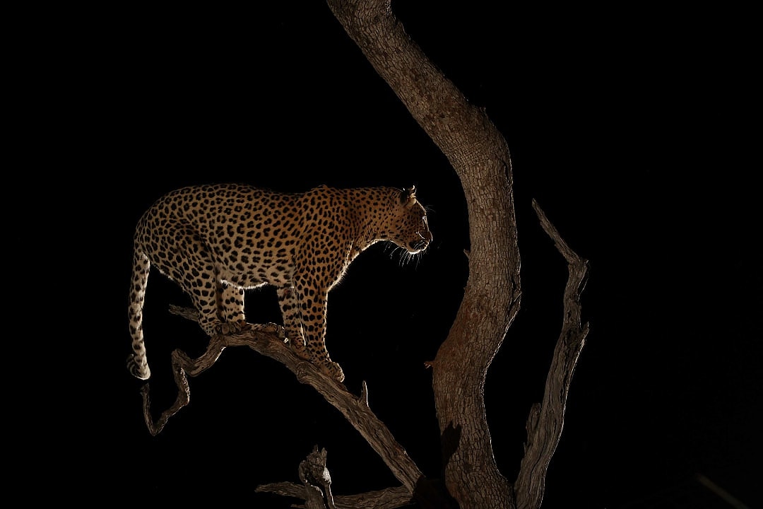 A leopard sighting during a night game drive.