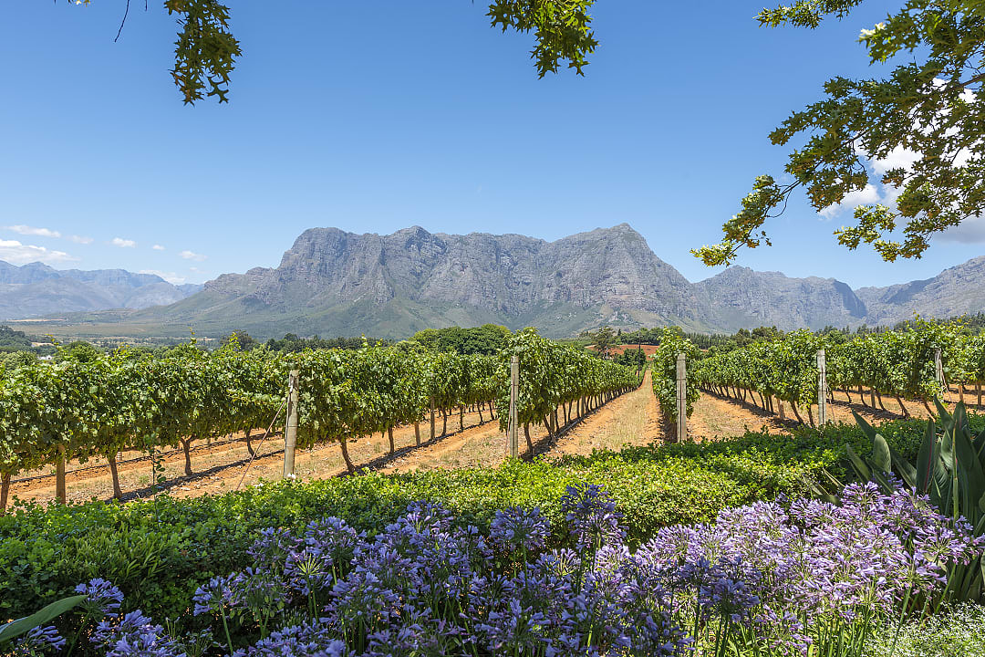 Vineyard in Cape Winelands, South Africa
