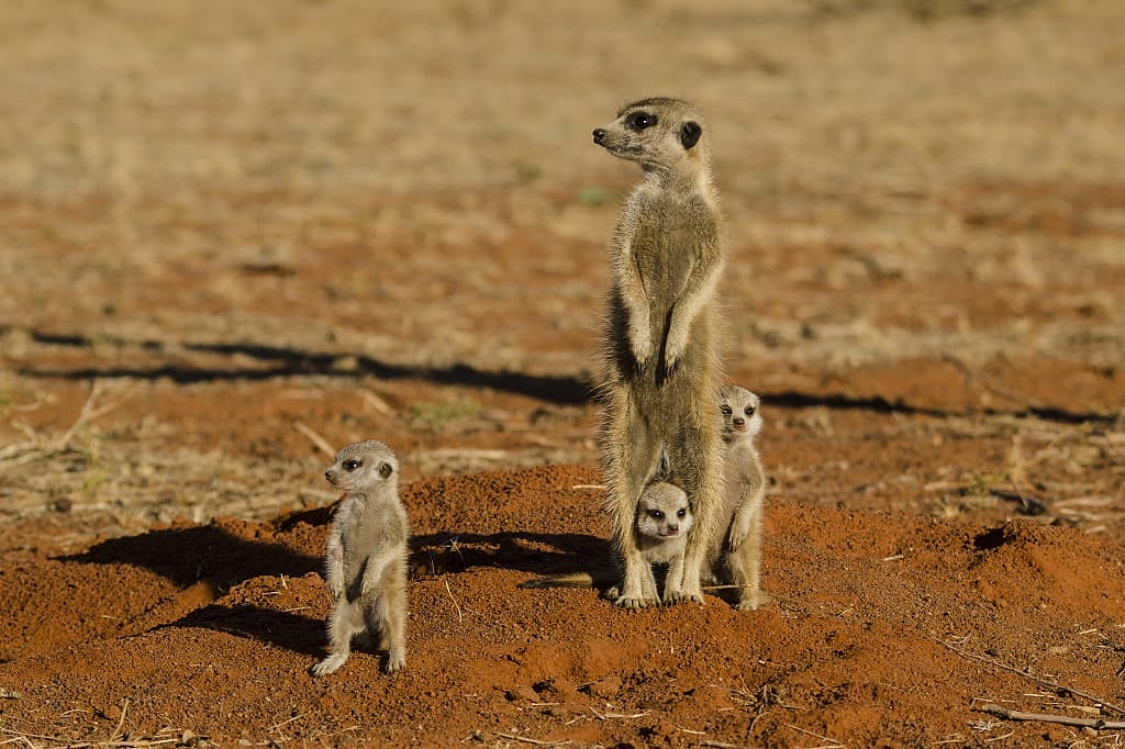 Meerkats in Tswalu Kalahari Reserve, South Africa