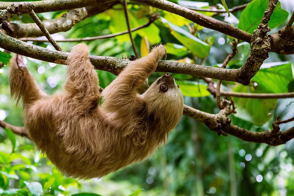 Sloth hanging in a tree