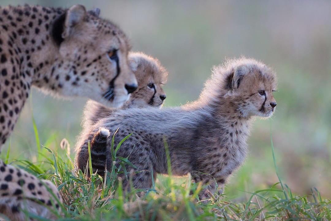 A cheetah with her newly born cubs