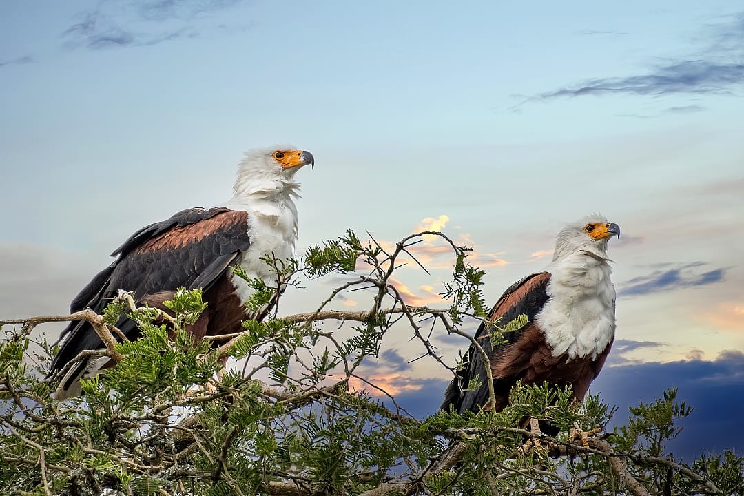 Two African Fish Eagles perch proudly on branches against the sky.