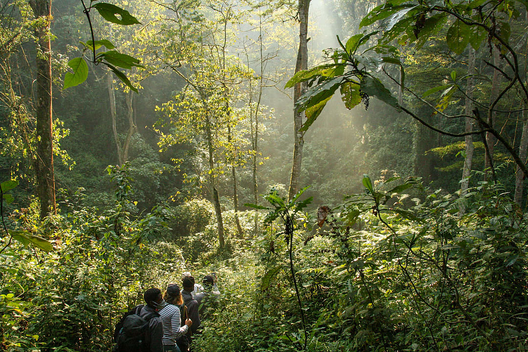 Hikers are trekking along a quiet trail in Bwindi National Park.